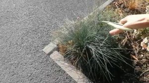 Овсяница сизия. Стрижем осенью в пушистые шарики.