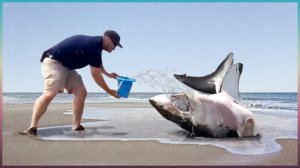 Животные Звали на Помощь, Спасение Животных!