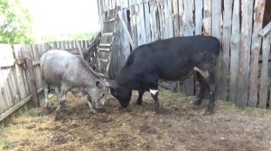 Летнее стойло для быков!