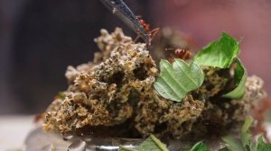 МУРАВЬИ ЛИСТОРЕЗЫ ATTA MEXICANA - ВСЯ ИСТОРИЯ