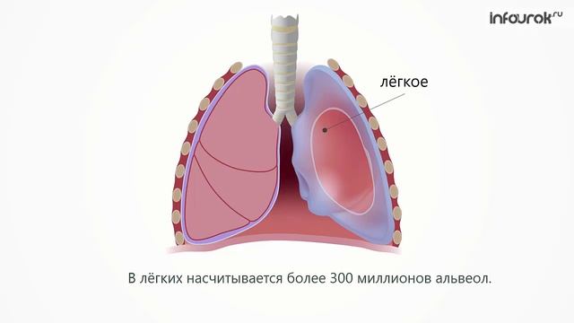 Органы дыхания смотреть онлайн