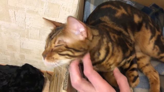Как гладить кота смотреть онлайн