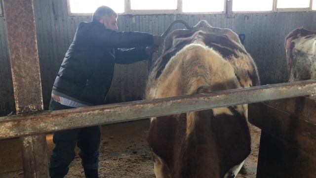 Какую делать профилактику для коров весной? смотреть онлайн