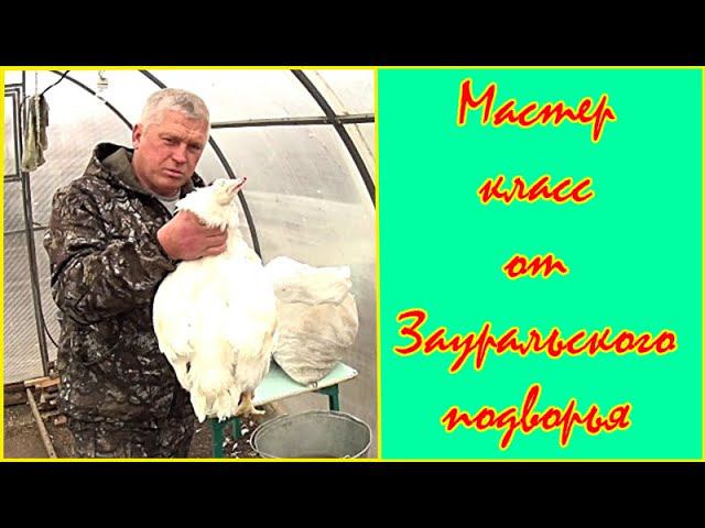 Быстрый ощип кур руками Где и как я обрабатываю птицу