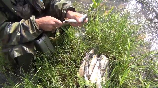 4 Выживание в девственной тайге Охота, Рыбалка, Сибирь, Медведь, Тайга, Хариус, Таймень смотреть онлайн