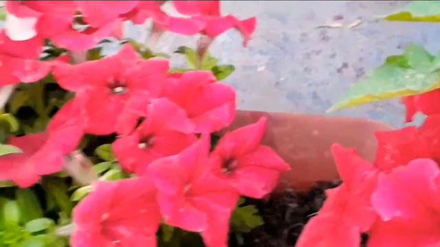 Petunia Plant Care| Petunia Flower| How to get heavy blooming #Petunia #GardeningwithSimplicity смотреть онлайн