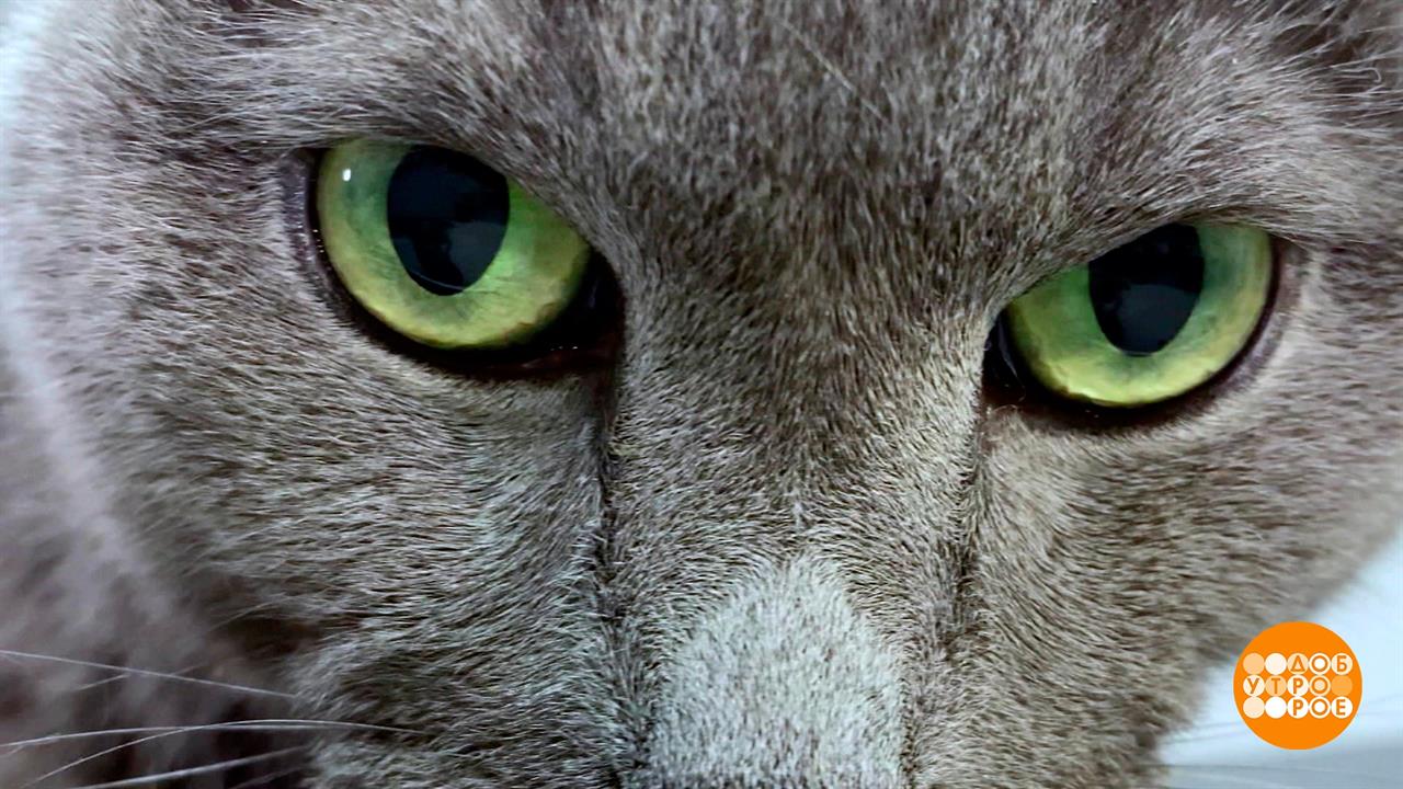 Экспресс-линька для кота. Доброе утро. Фрагмент выпуска от 08.06.2022 смотреть онлайн