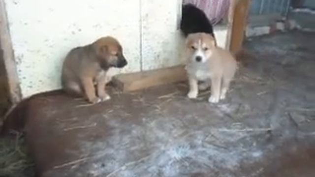 Щенки САО 1 мес смотреть онлайн