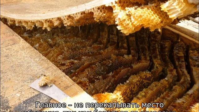 Как избавиться от шмелей смотреть онлайн