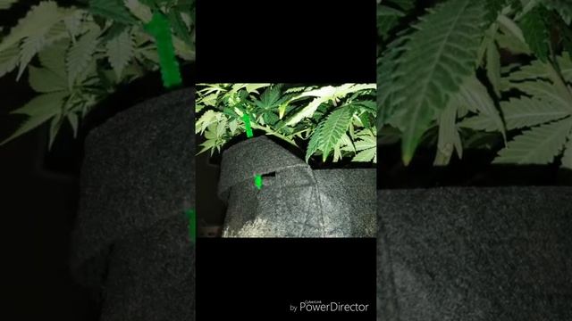 Auto assassin flower stage смотреть онлайн
