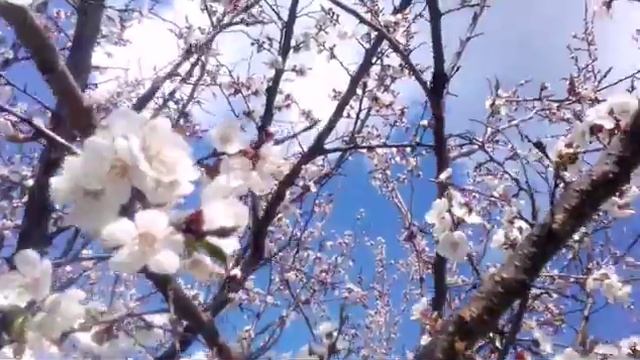 Прекрасная погода?Май. Солнечные дни?.Весеннее настроение. \Вдохновение смотреть онлайн