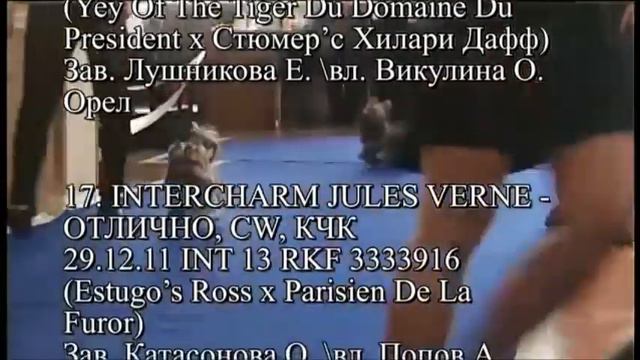 Класс Кобели Промежуток/ Male Intermedia  Class