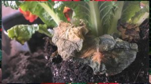 Как сохранить Примулу до высадки в грунт