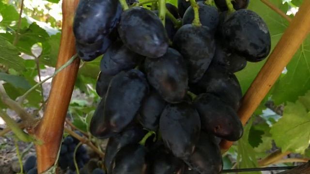 ВИНОГРАД  ФУРОР и ЧЁРНЫЙ КРИСТАЛЛ 2020г