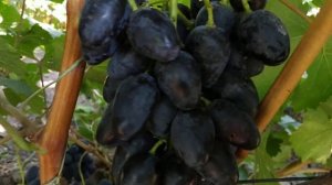 ВИНОГРАД  ФУРОР и ЧЁРНЫЙ КРИСТАЛЛ 2020г