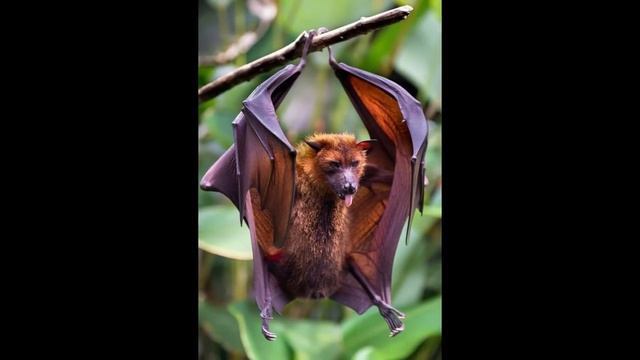 llamada a MERLINA Adams ?te quiere enseñar como tener habilidades psíquicas.? смотреть онлайн