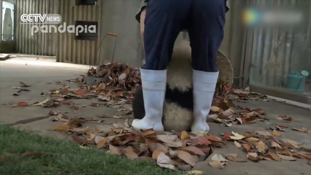 Панды мешают уборщице убираться смотреть онлайн