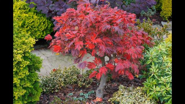 Fernleaf Full-Moon Maple