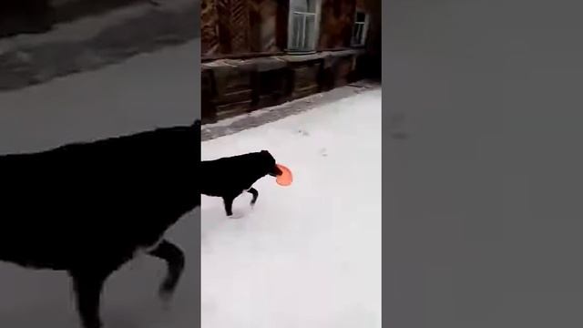 Привет от Ганечки,Бланочки и Лисуни смотреть онлайн