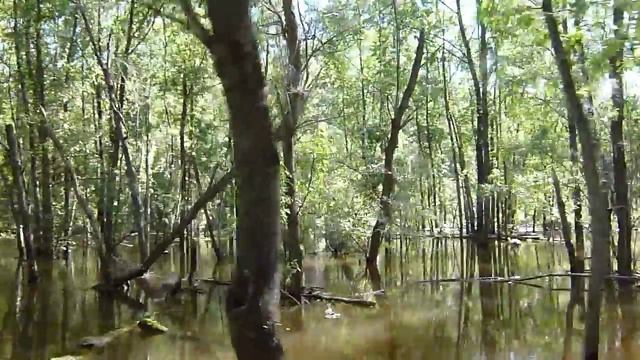 едем по лесу за грибами на лодке 5+ смотреть онлайн