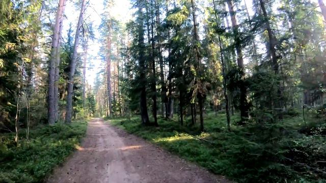 Иду в лес за черникой... смотреть онлайн
