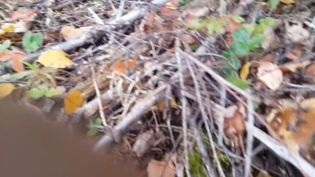 Белые грибы, Валдай смотреть онлайн