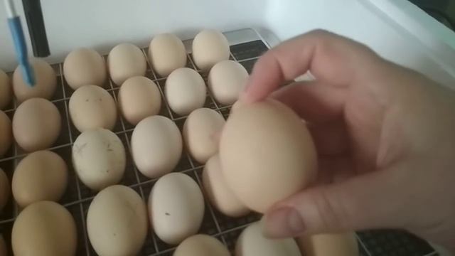 Мой инкубатор Несушка 77