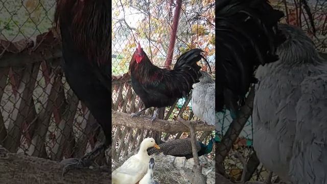 Петух породы Маран. #shorts смотреть онлайн