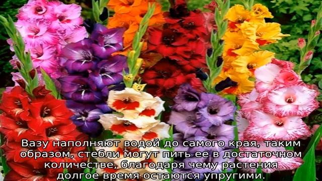 Когда цветут гладиолусы смотреть онлайн