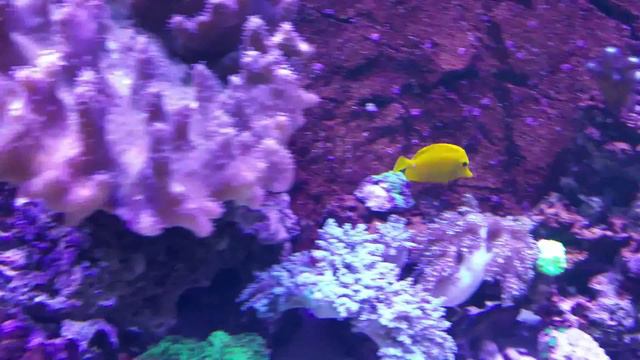 Juwel 450liter. Reef tank, Морской . смотреть онлайн