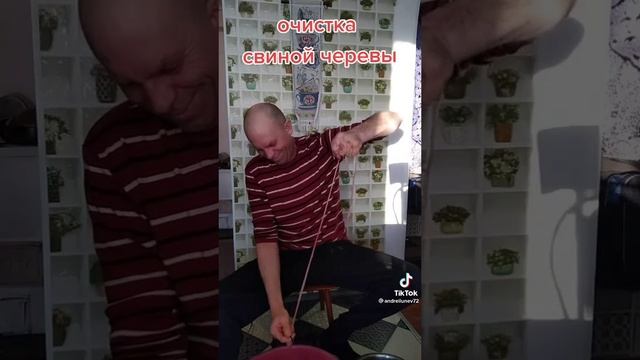Очистка свиной черевы