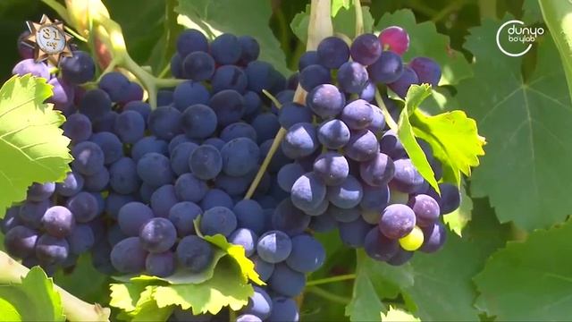 «Агротур» | О деятельности Агроцентров [02.09.2022] смотреть онлайн