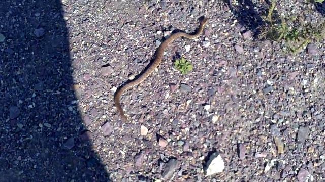 Щитомордник в Кабарге! смотреть онлайн