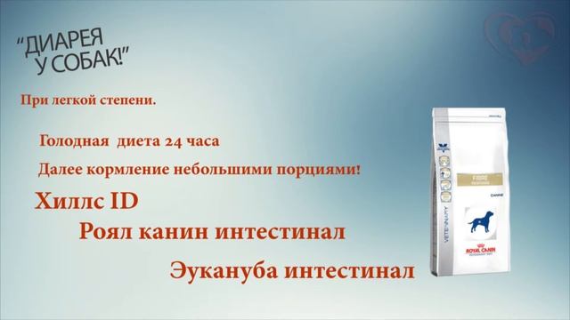 Диарея у собак Симптомы и Лечение! смотреть онлайн