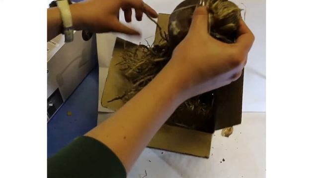 Распаковка луковицы амариллиса смотреть онлайн