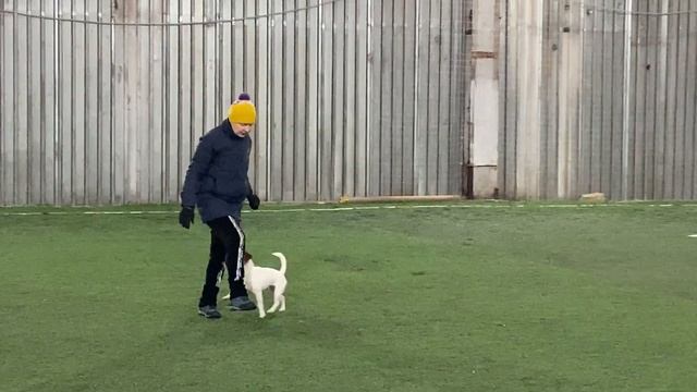 Как научить собаку командам Дрессировка собаки Танцы с собакой Терра. № 1. Элементы. 12.12.2022 г. смотреть онлайн