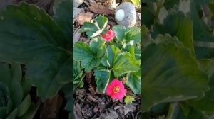 Земляника Саммер бриз роуз. Второе цветение, махровые цветы для клумбы