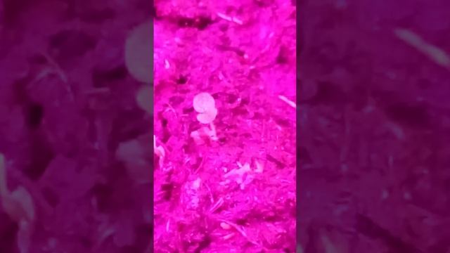 Выращиваем Павлонию Войлочную. Часть 1. смотреть онлайн