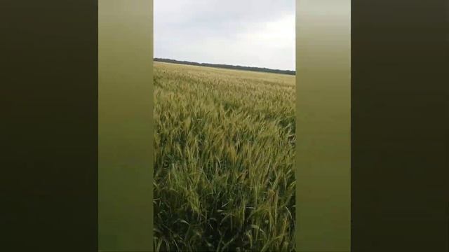 Обзор озимой пшеницы, от всходов до уборки. Опрыскивание пшеницы. МТЗ-80 в работе. смотреть онлайн