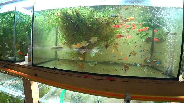 Поменял золотого самца гурами на мраморного. С разводни смотреть онлайн