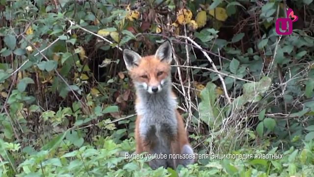 В лис можно стрелять смотреть онлайн