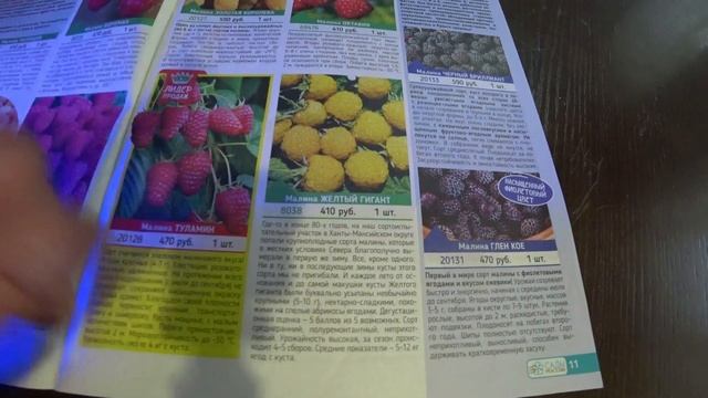 Обзор каталога от Садов России на 2024 год. Малина смотреть онлайн