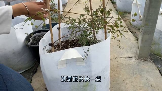 铁线莲绑扎：许多花友不会盘铁线莲枝条，本期教大家两种方法 смотреть онлайн