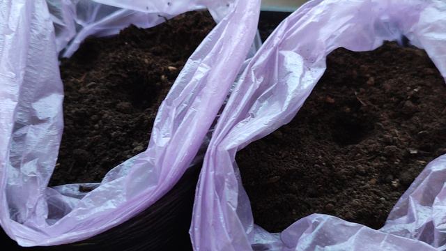 Хотите ранний урожай огурцов? Посадите так! смотреть онлайн