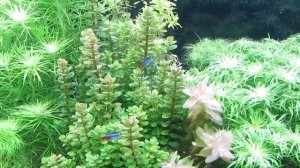 Аквариум для начинающих. Какой выбрать аквариум, компрессор, светильник, фильтр.