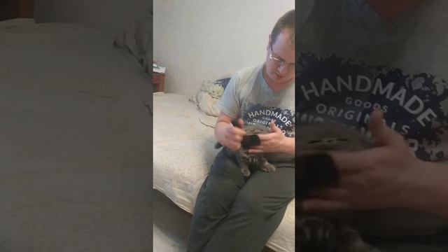 как расчёсывать персидского котёнка смотреть онлайн