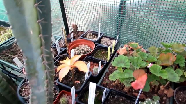 My Saguaro Cactus Plant and Saguaro Seedlings update - Carnegiea gigantea смотреть онлайн