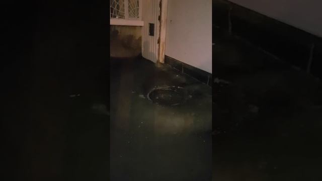 Крысы в ООО 