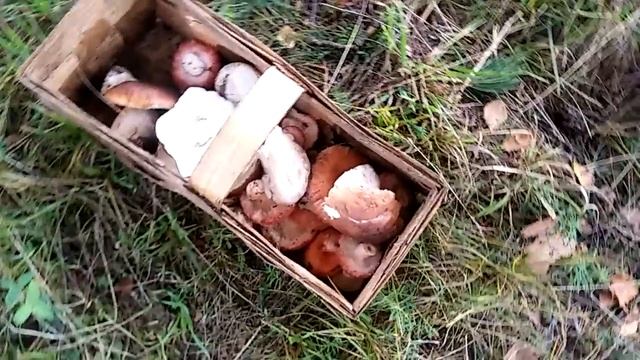 За грибами.. но не в лес. Боровики под окнами. смотреть онлайн