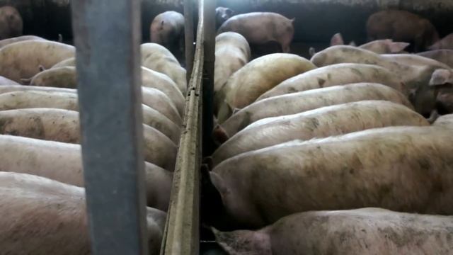 Жидкое кормление свиней смотреть онлайн